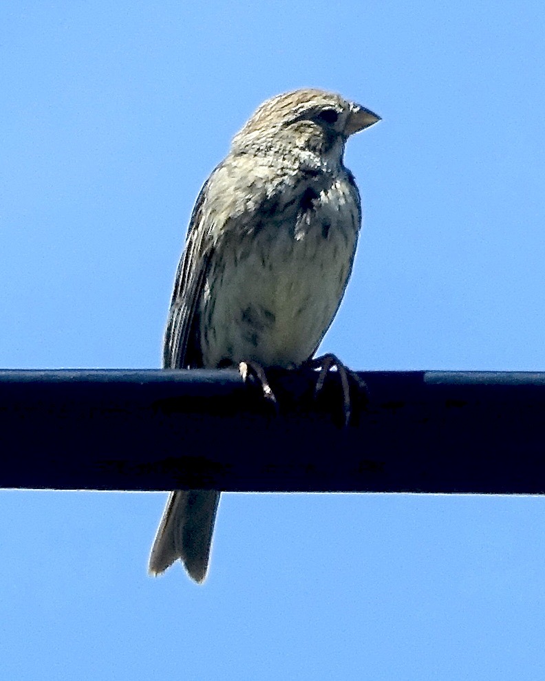 corn bunting
